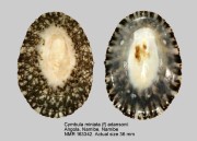 Cymbula miniata